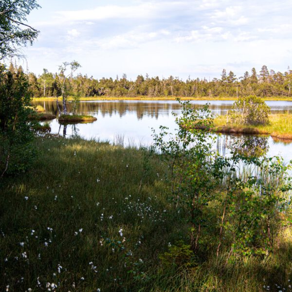 Online: Wunderwelt Moor (16.09.2025) – Bild 2