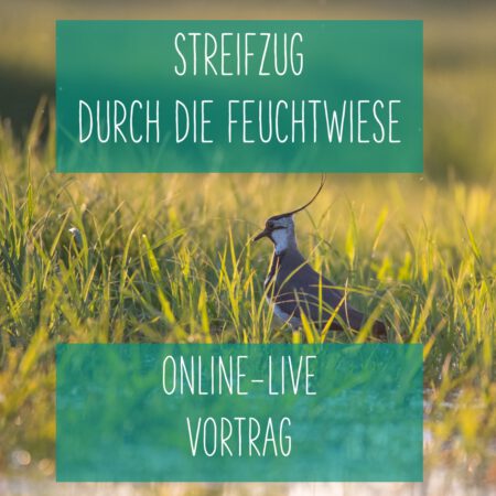 Online: Streifzug durch die Feuchtwiese (10.06.2025)