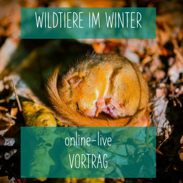 Online: Wildtiere im Winter (11.11.2025)