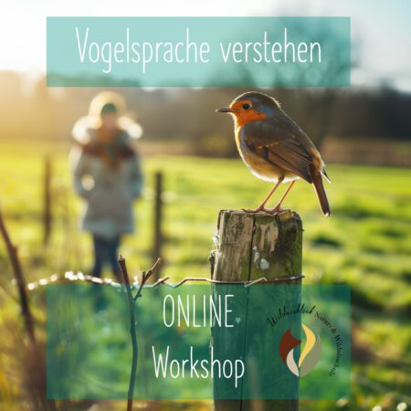 Online: Vogelsprache verstehen (29.04.2025)