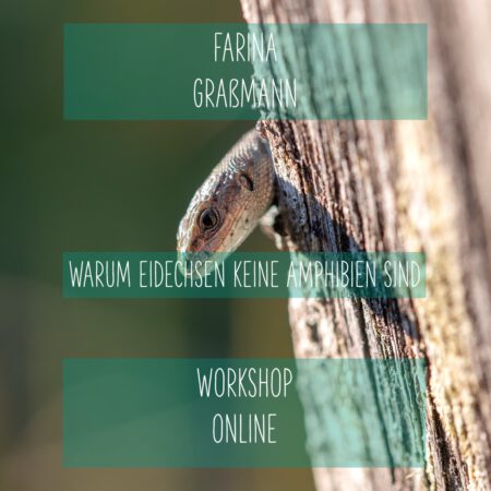 Online: Warum Eidechsen keine Amphibien sind (06.05.2025)