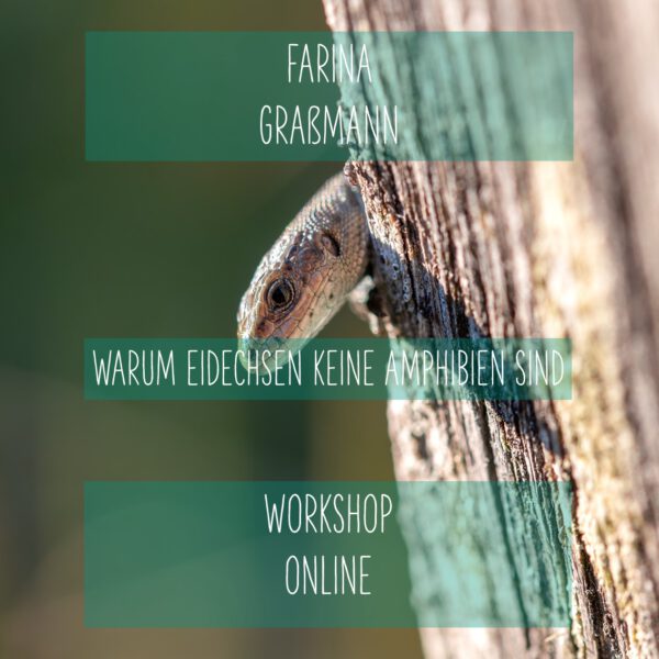 Online: Warum Eidechsen keine Amphibien sind (06.05.2025)