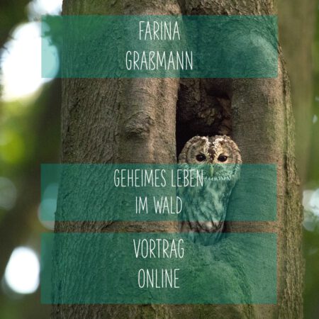 Online: Geheimes Leben im Wald (22.04.2025)