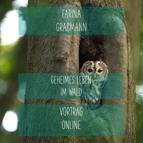 Online: Geheimes Leben im Wald (22.04.2025)