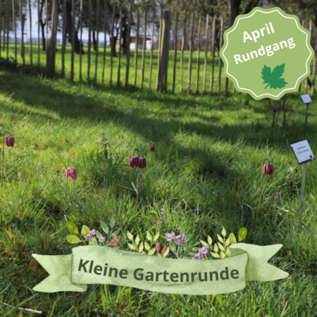 Vor-Ort: „Kleine Gartenrunde“ durch den Insektenschutz-Schaugarten (07.04.2025)
