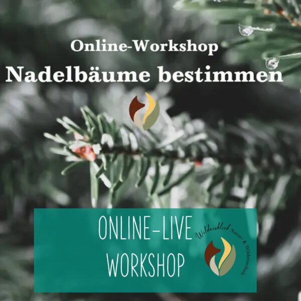 Online: Nadelbäume bestimmen (04.11.2025)