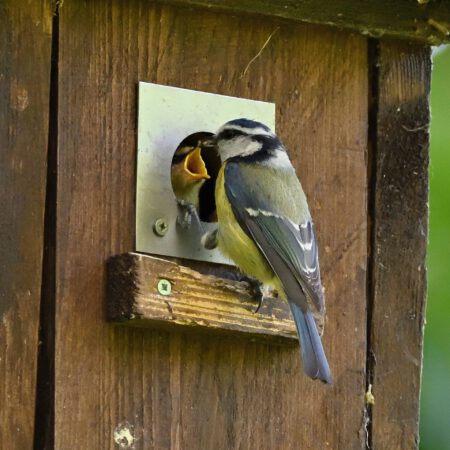 Vor- Ort: Vogelstimmen lernen (11.05.2025)