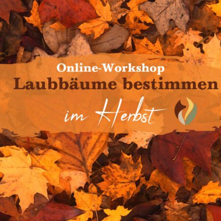 Online: Bäume bestimmen im Herbst (07.10.2025)