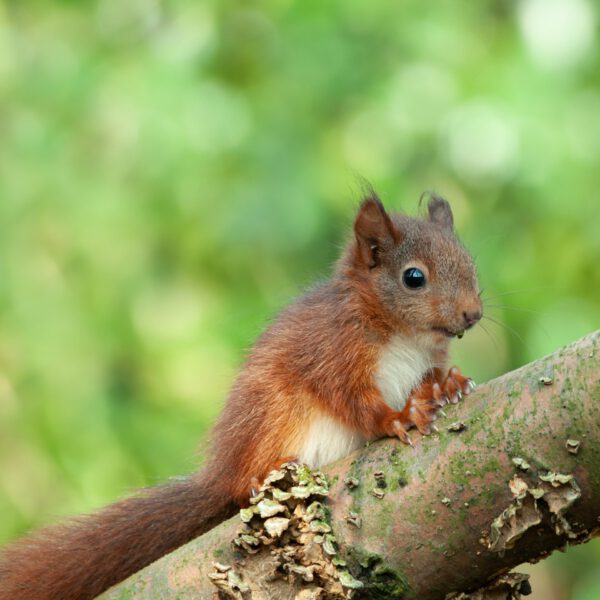 Online: Wildtiere im Winter (11.11.2025) – Bild 2