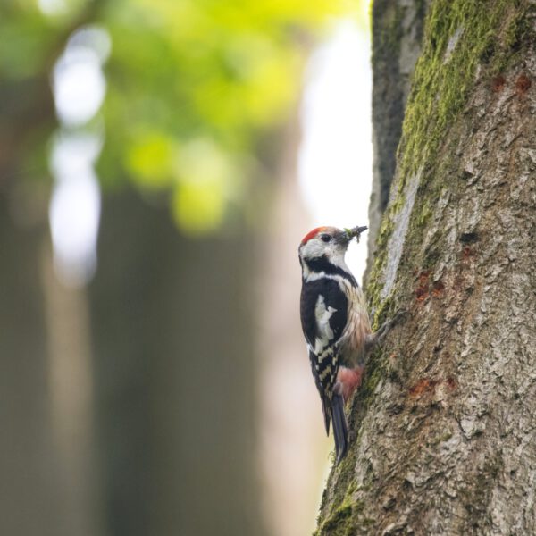 Online: Streifzug durch den Laubwald (17.06.2025) – Bild 2