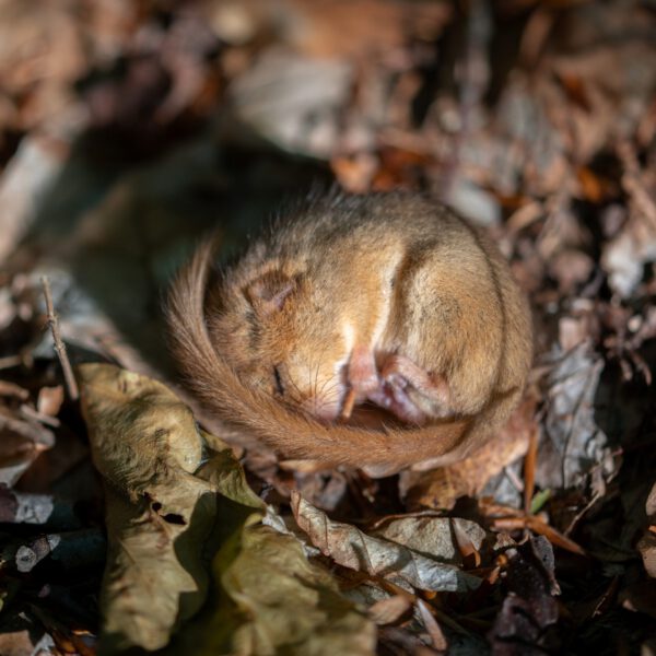 Online: Wildtiere im Winter (11.11.2025) – Bild 3