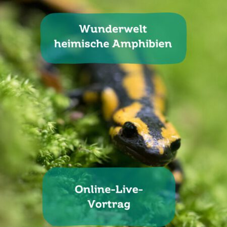Online: Wunderwelt heimische Amphibien (19.08.2025)