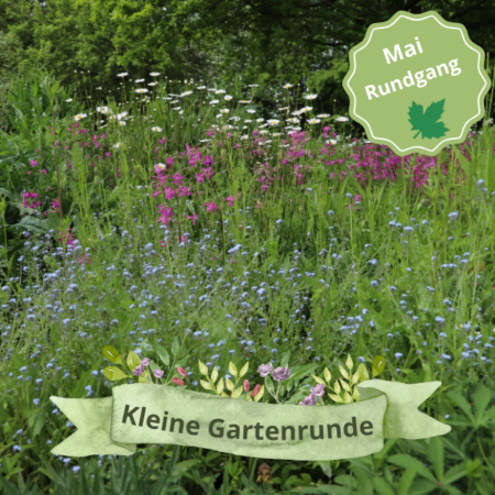 Vor-Ort: „Kleine Gartenrunde“ durch den Insektenschutz-Schaugarten (08.05.2025)