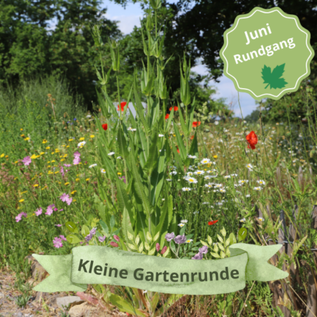 Vor-Ort: „Kleine Gartenrunde“ durch den Insektenschutz-Schaugarten (02.06.2025)