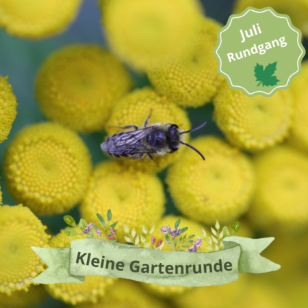 Vor-Ort: „Kleine Gartenrunde“ durch den Insektenschutz-Schaugarten (10.07.2025)