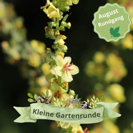 Vor-Ort: „Kleine Gartenrunde“ durch den Insektenschutz-Schaugarten (07.08.2025)