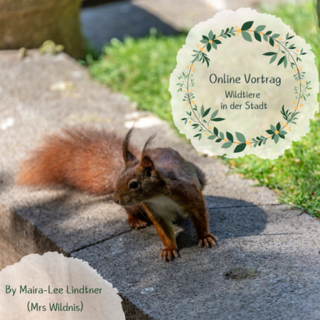 Online: Wildtiere in der Stadt (05.04.2025)
